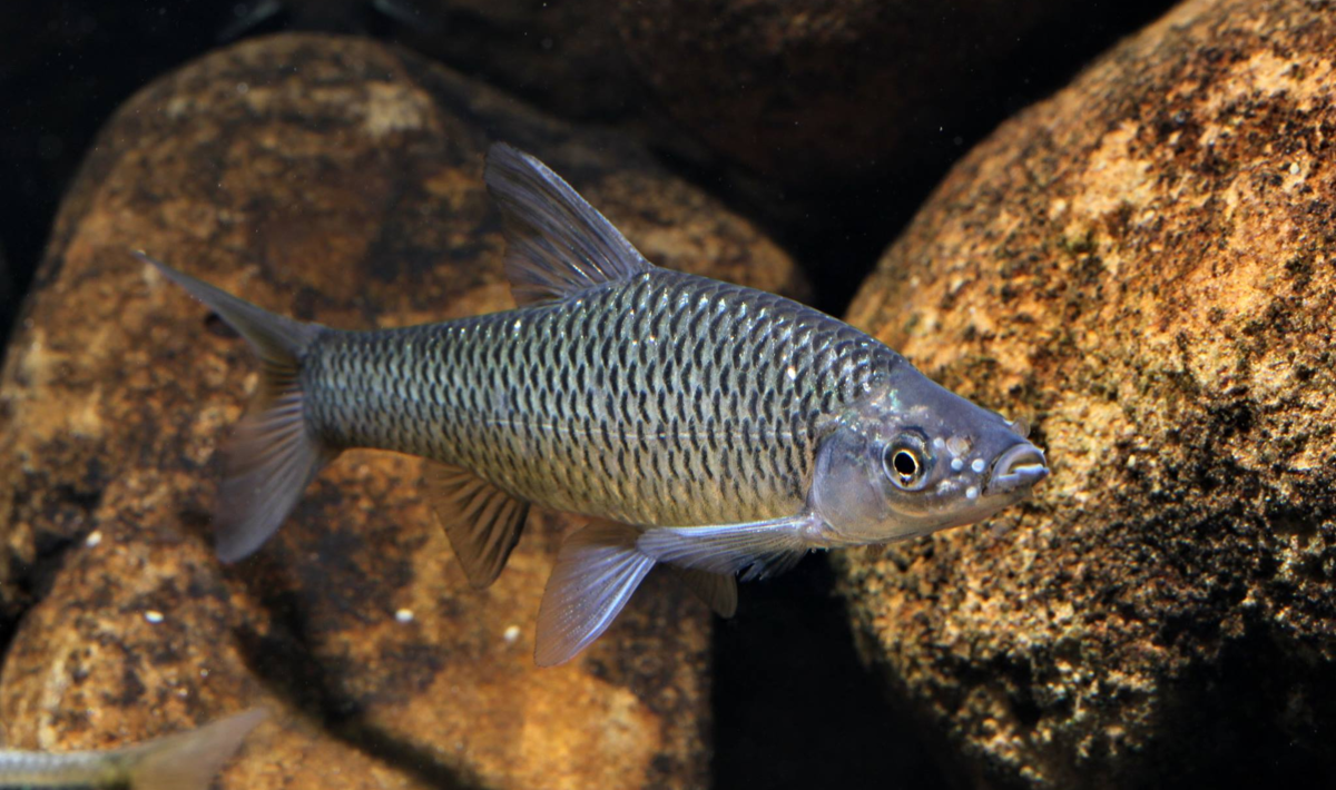 lajin