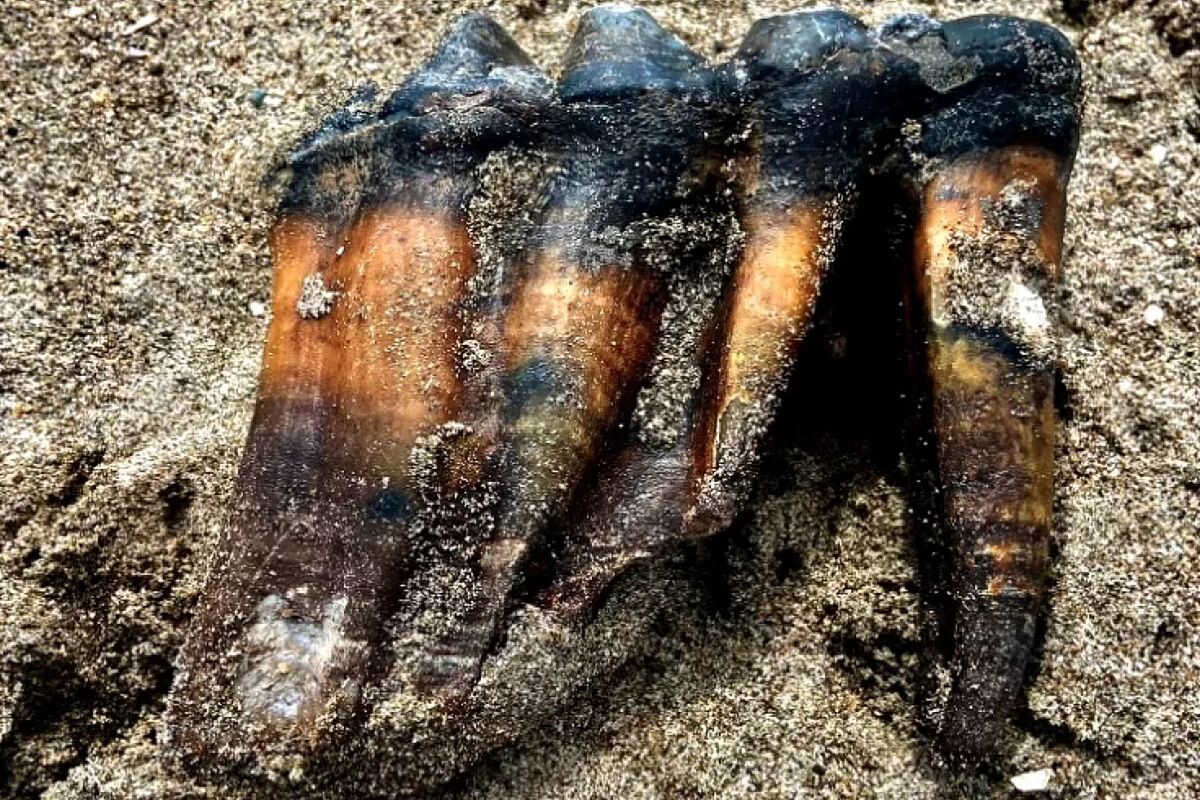 Amatööriarkeologi löysi 4 kg painavan mammutin hampaan Reinin rannalta.