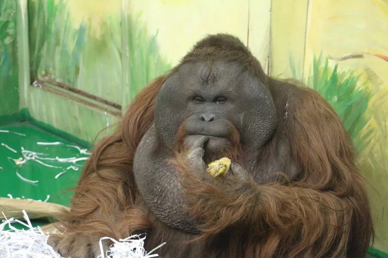 Havainnointi selviytymisen avaimena: uusi näkökulma orangutangeihin