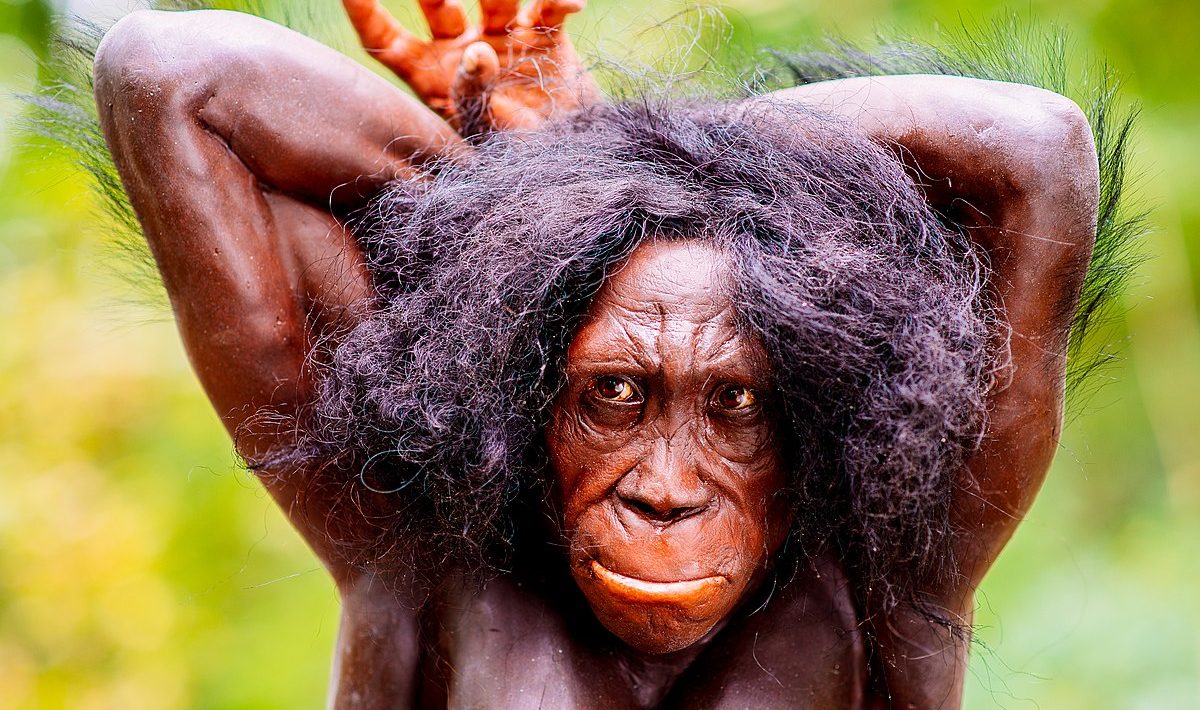 Australopithecus