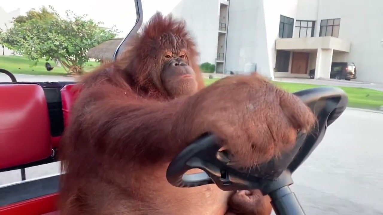 Havainnointi selviytymisen avaimena: uusi näkökulma orangutangeihin
