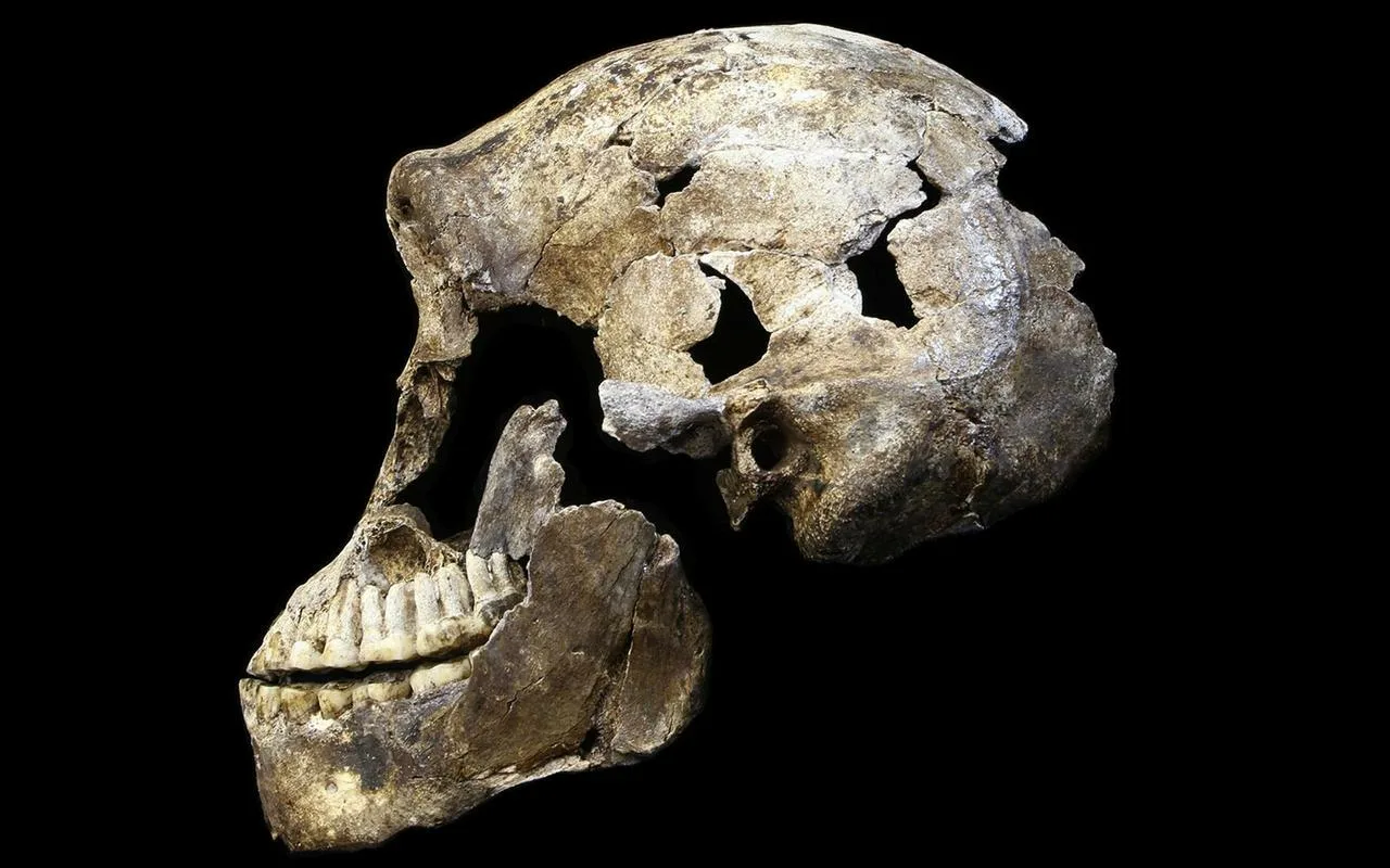 Vuosisadan löytö: löydetty ihmisen esi-isä, joka muuttaa täysin evoluution historian