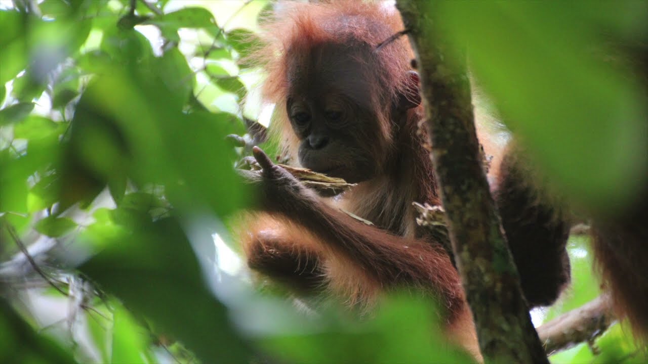 Havainnointi selviytymisen avaimena: uusi näkökulma orangutangeihin